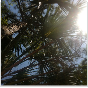 Palm Tree